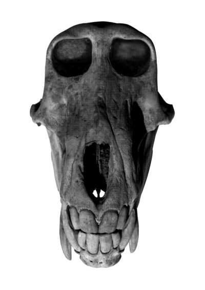 Cape Baboon Skull
