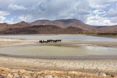 Cattle on the Compassberg Road