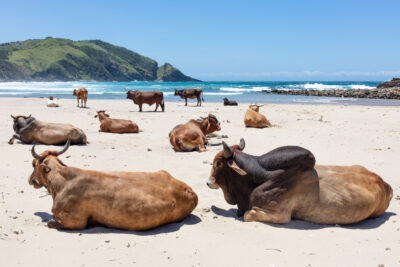 Second Beach Port St Johns